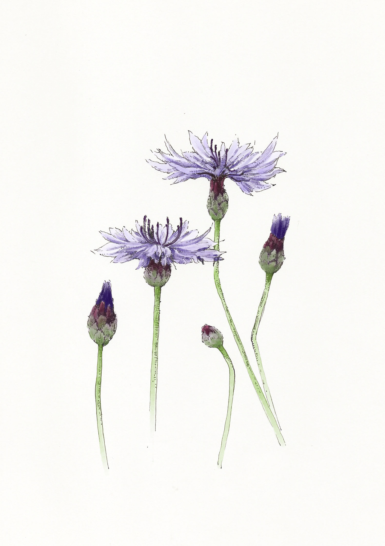 植物 钢笔画（图ZMzU3Njk0ODQ4） - 绘本 - 站酷设计师胜胜呀原创素材 - 站酷ZCOOL