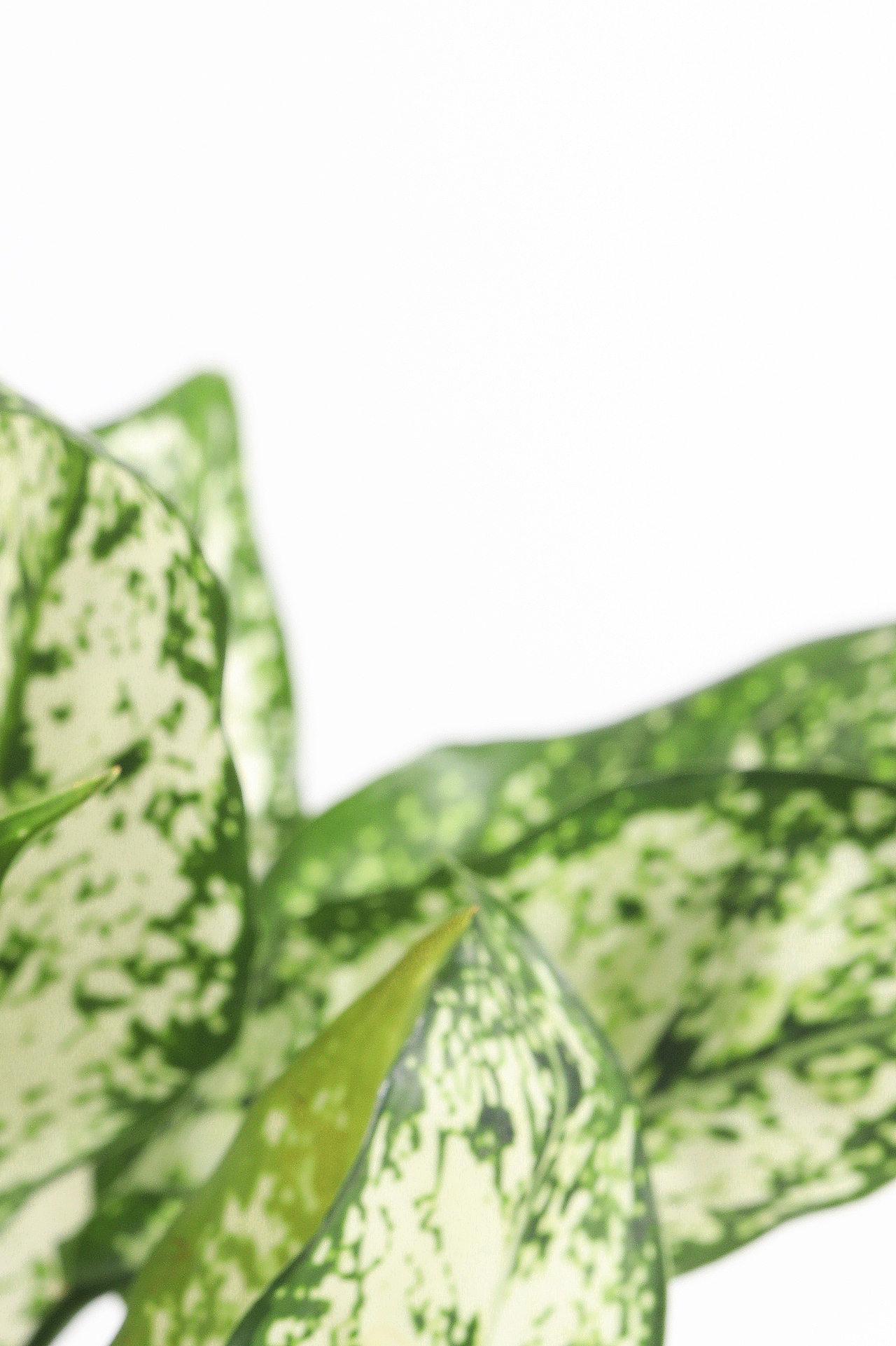 John Jeff 橄榄油｜Ro🎬