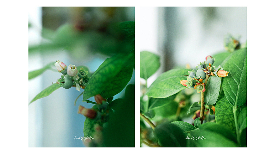 像铃兰一样可爱的蓝莓花，你见过吗（图ZMzAyNTMxNTAw） - 风光摄影 - 站酷设计师原来是惊蛰啊原创素材 - 站酷ZCOOL