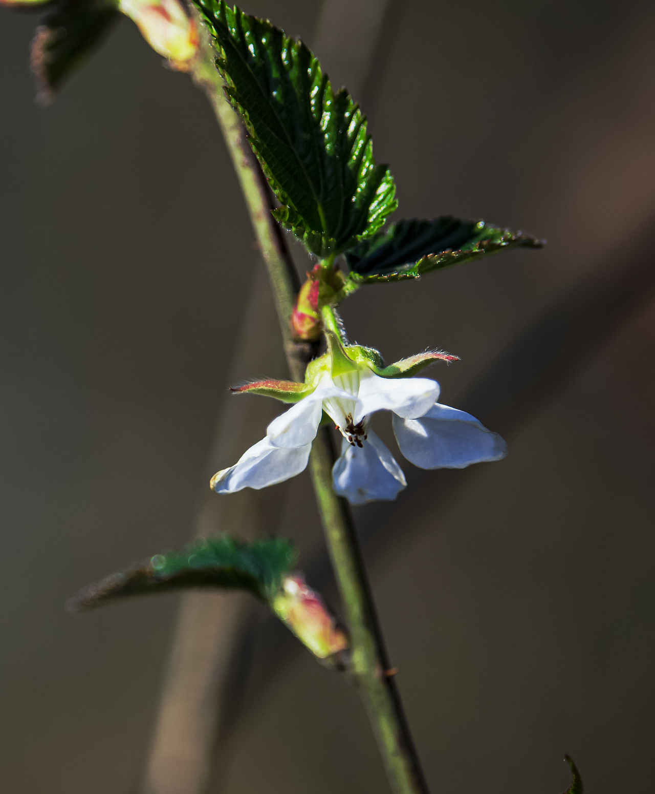 自然四季风光（图ZMzQ3NjEzMjQ4） - 风光摄影 - 站酷设计师瀟殇原创素材 - 站酷ZCOOL