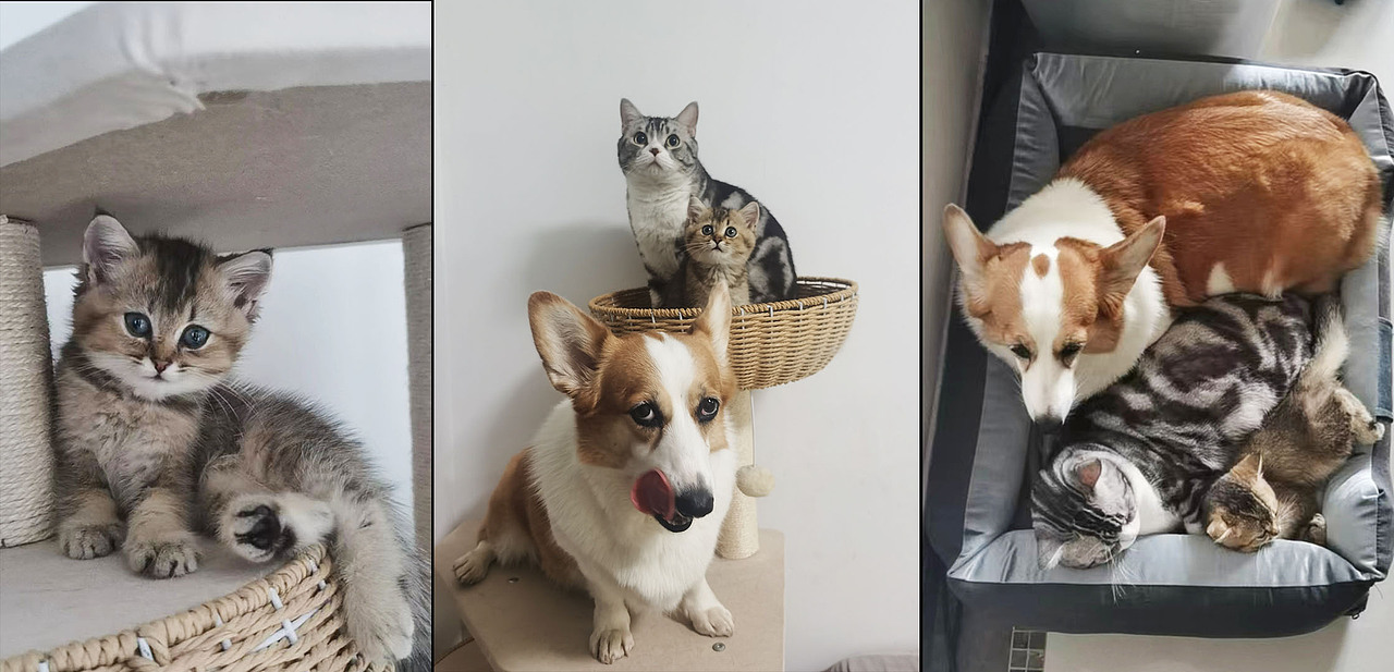 对了,2022年我家又多了个新成员!