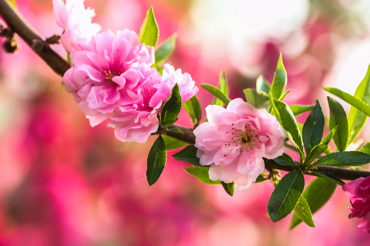 千叶桃花-碧桃（图ZMjk3ODU4MzA0） - 风光摄影 - 站酷设计师z慧盈原创素材 - 站酷ZCOOL