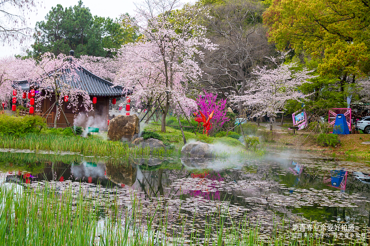 武汉东湖磨山樱花园姚青春2023年随拍照片1