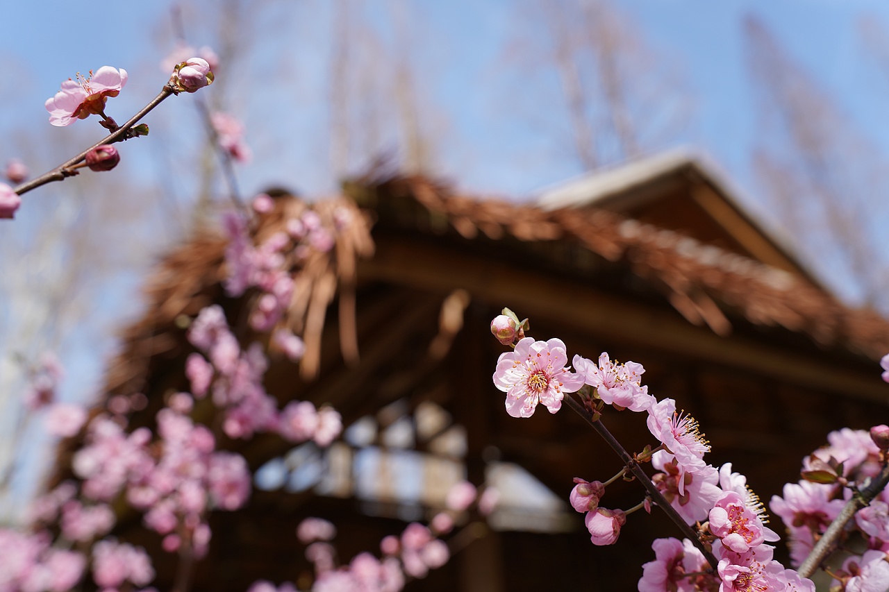 南京中山植物园（图ZMzMzNzExNjky） - 风光摄影 - 站酷设计师黑巧ines原创素材 - 站酷ZCOOL