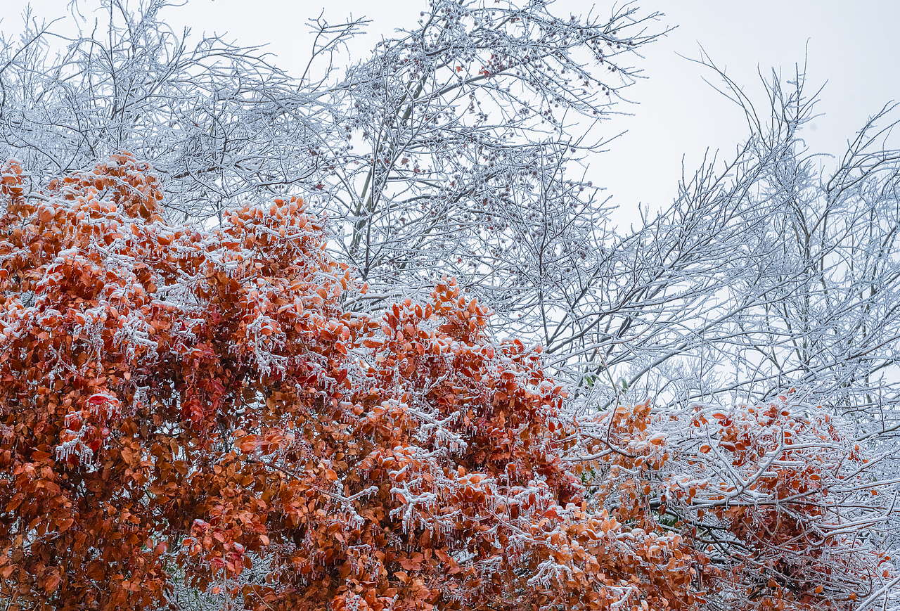 银装素裹的世界【天子寨村雪景】