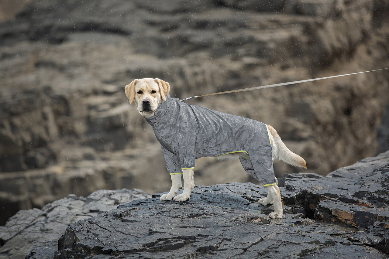 宠物服装摄影|宠物雨衣拍摄丨亚马逊宠物产品摄影