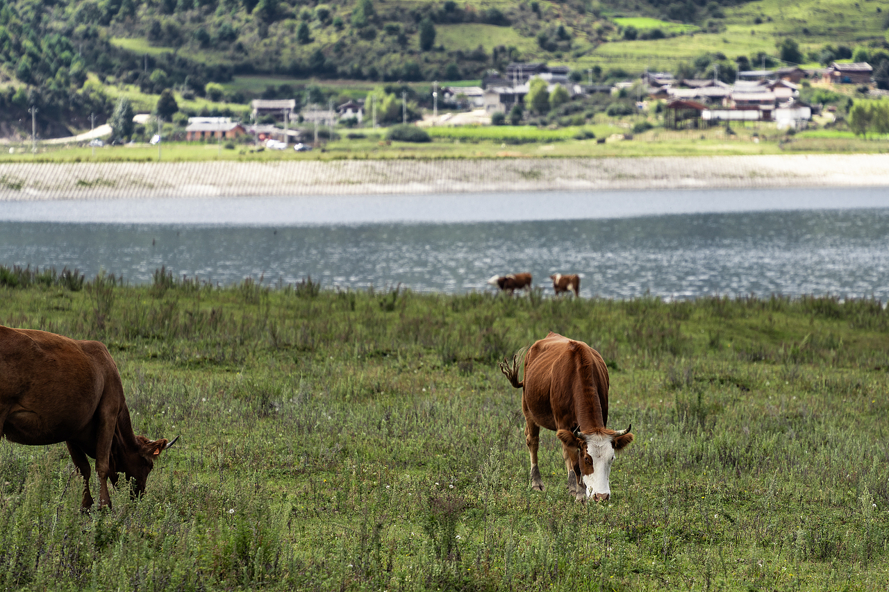 重返香格里拉2022