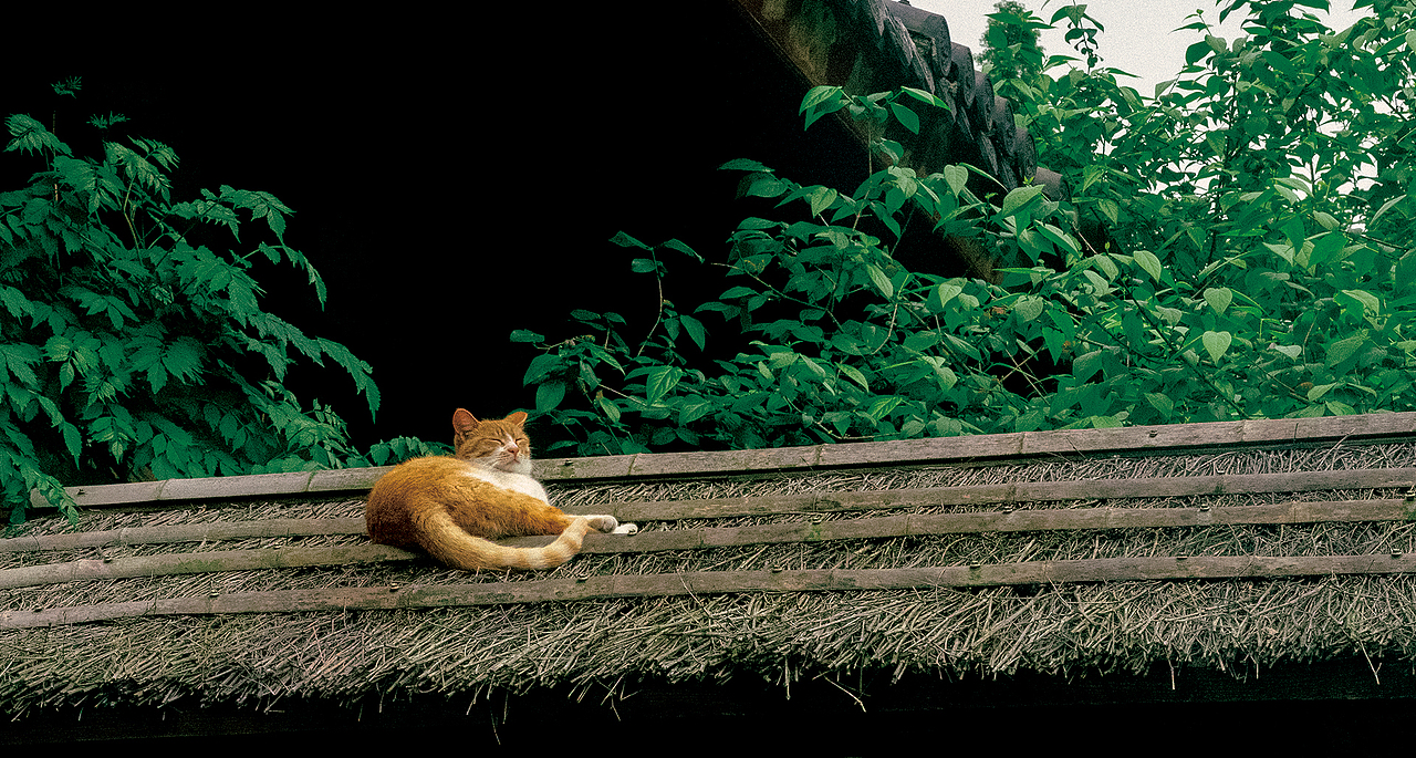 【午后摄影扫街】即将消失的老城区