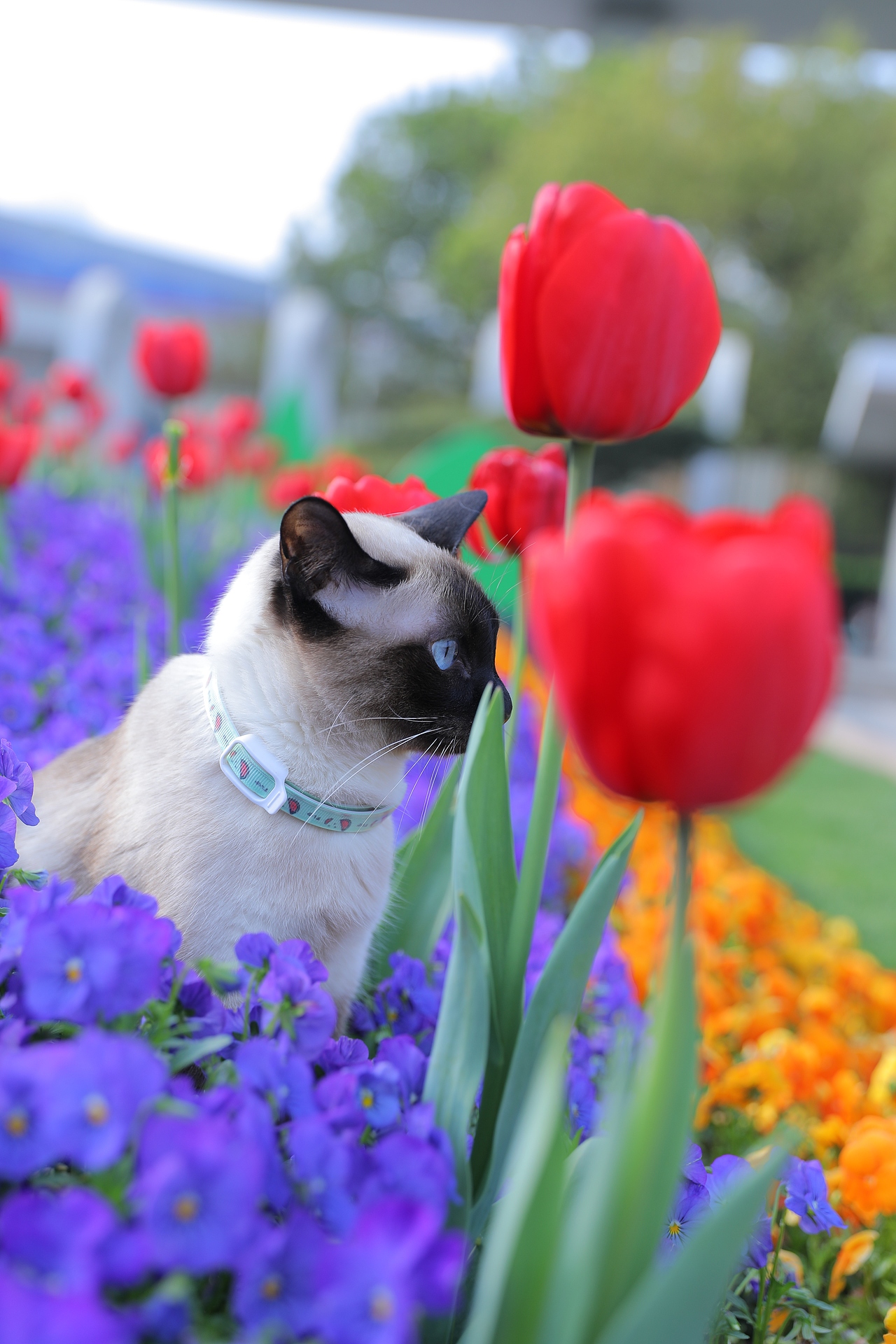 原创/摄影/宠物摄影