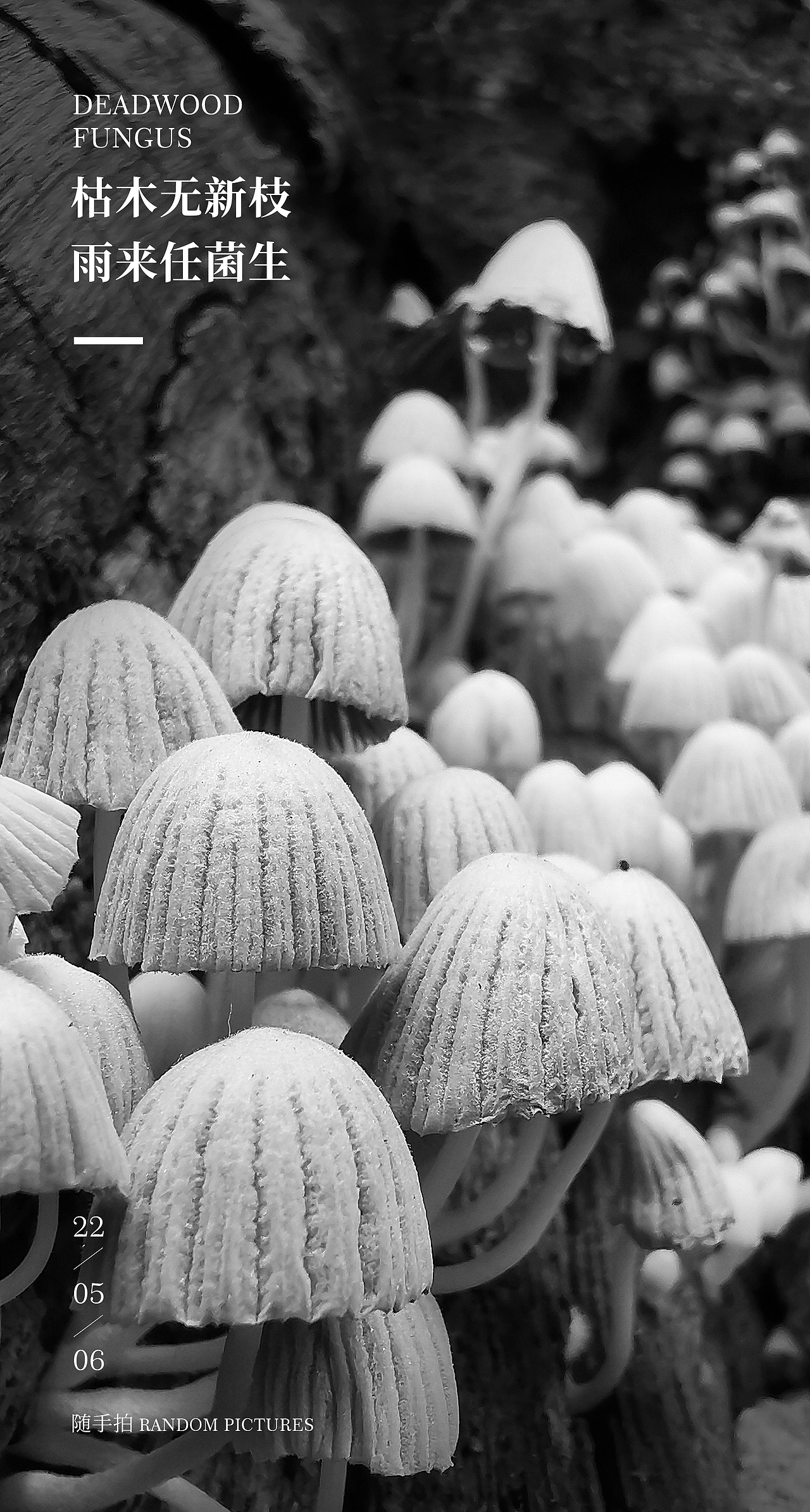 枯木与菌（图ZMzAwNjM3ODk2） - 风光摄影 - 站酷设计师原觉力原创素材 - 站酷ZCOOL