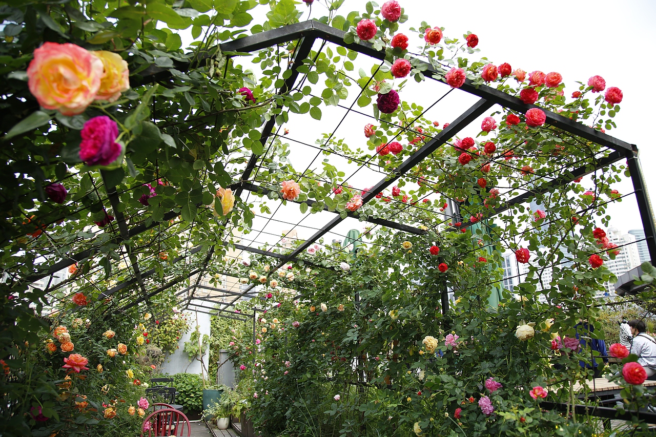 花至花园内的月季花