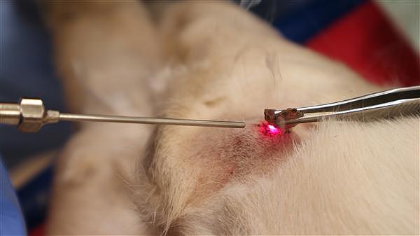 患病动物正在接受激光治疗