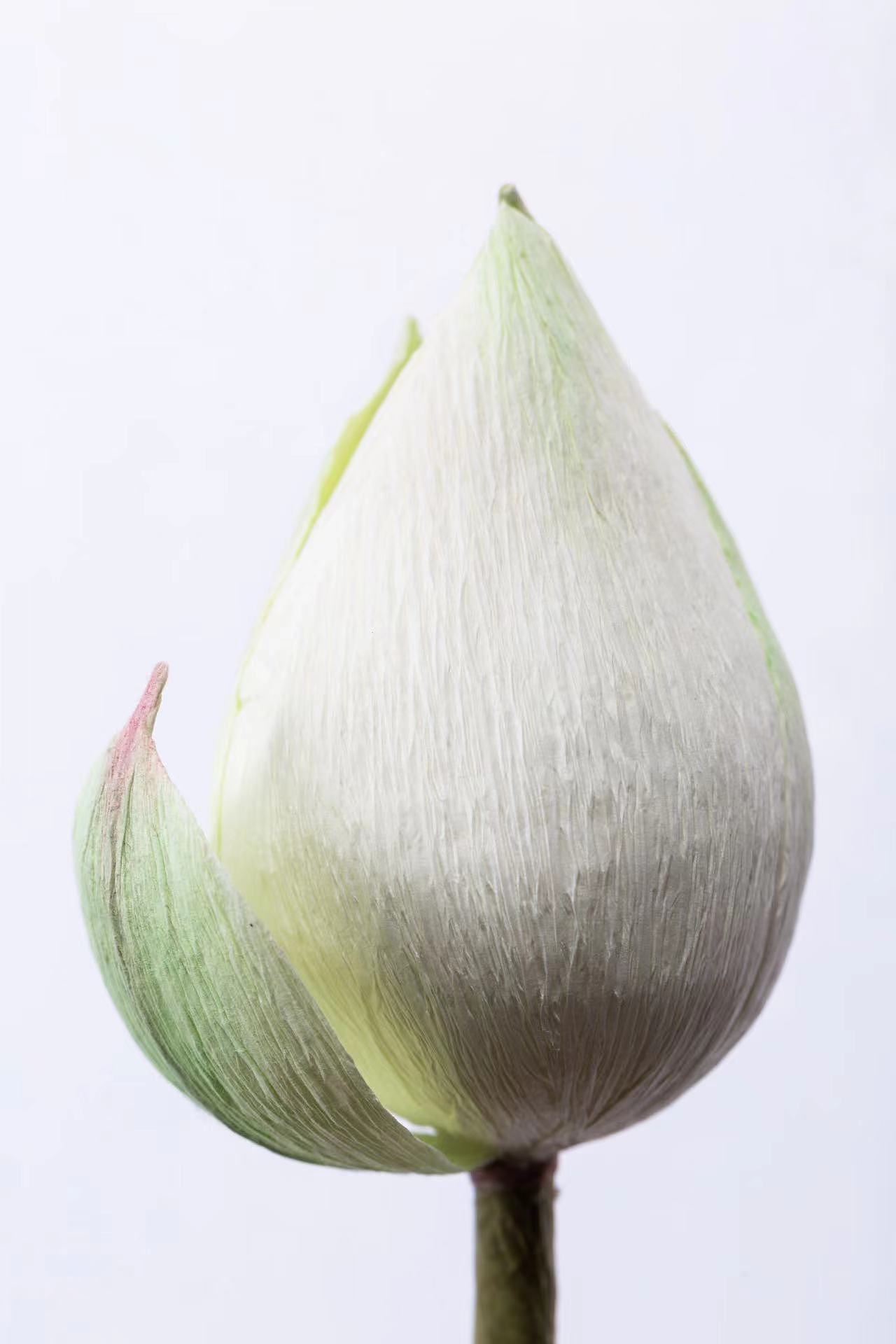 纸艺作品拍摄-荷花