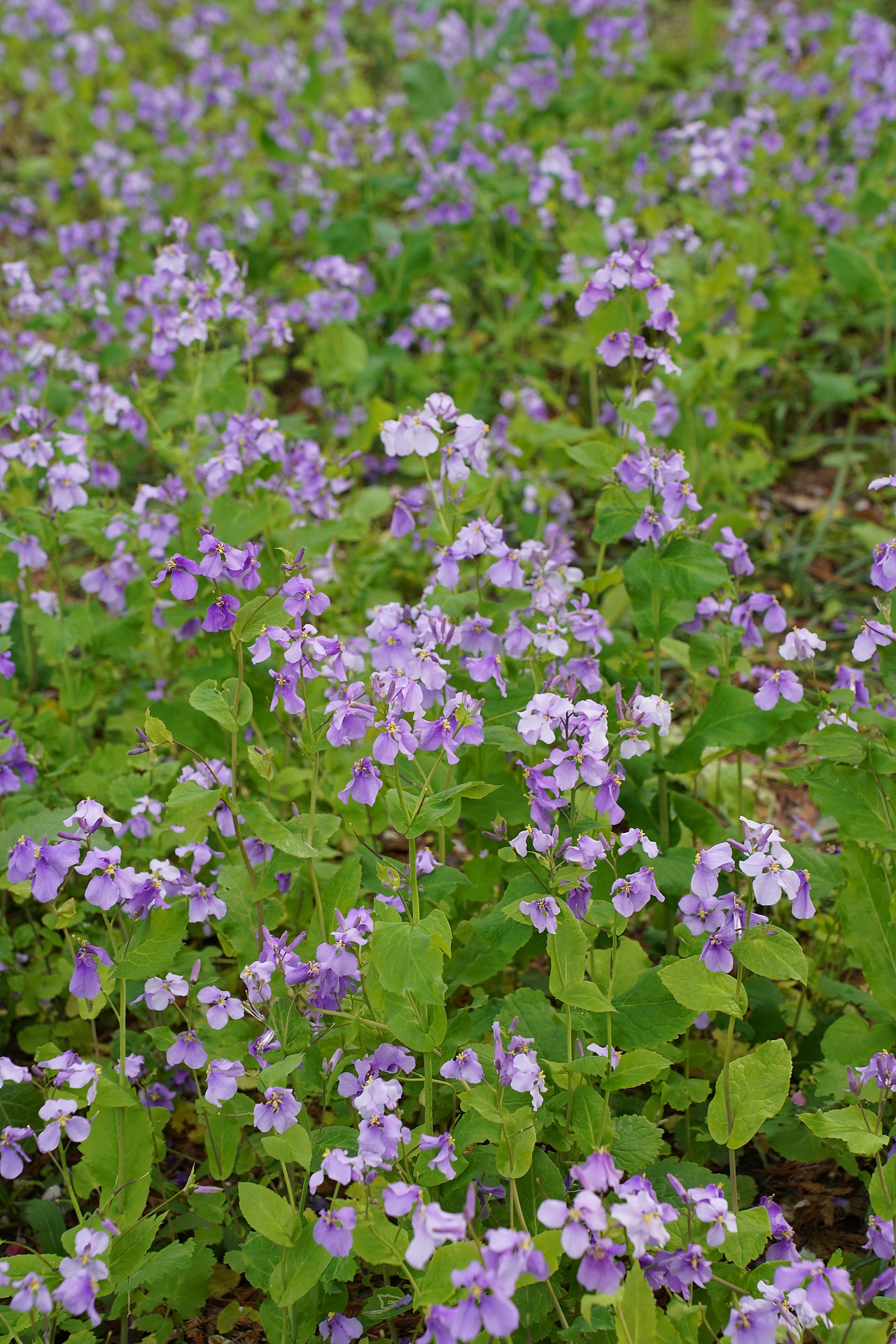 南京莫愁湖公园