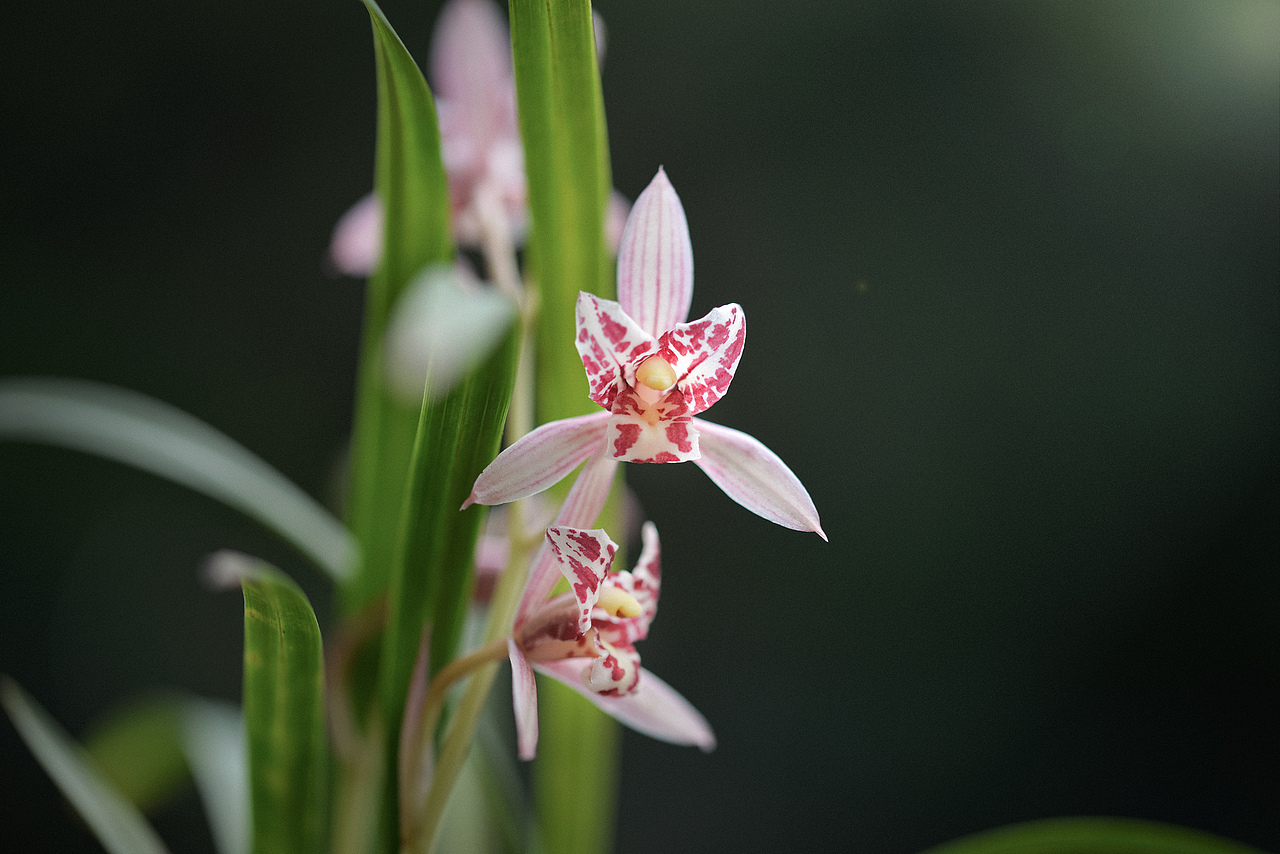建兰四季兰花红猫蕊蝶