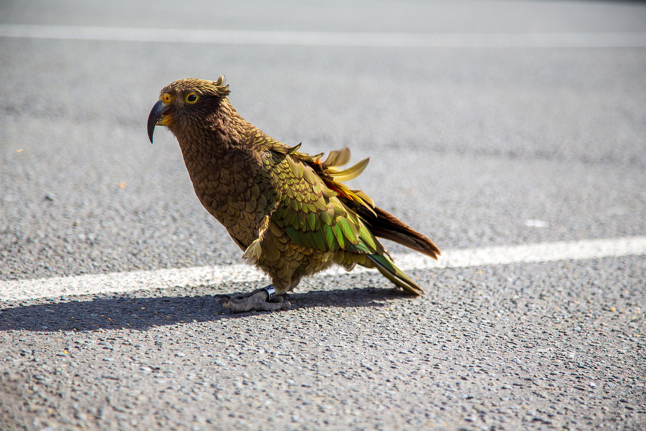 新西兰南北岛穿越之旅（图ZMzUzNzQ0NTg4） - 风光摄影 - 站酷设计师暗影嗜血原创素材 - 站酷ZCOOL