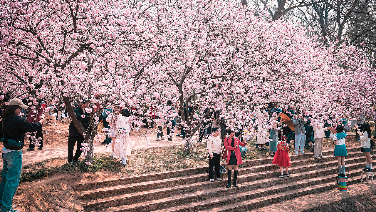 植物园。樱花。早樱