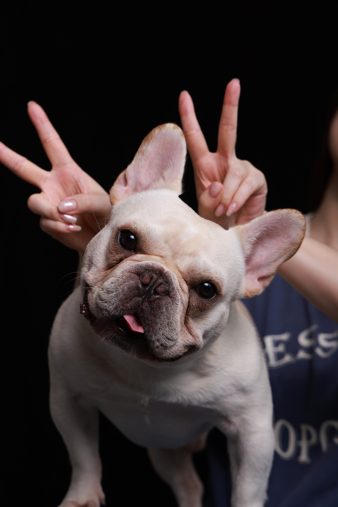 网红法斗奶酪的个狗写真原片直出