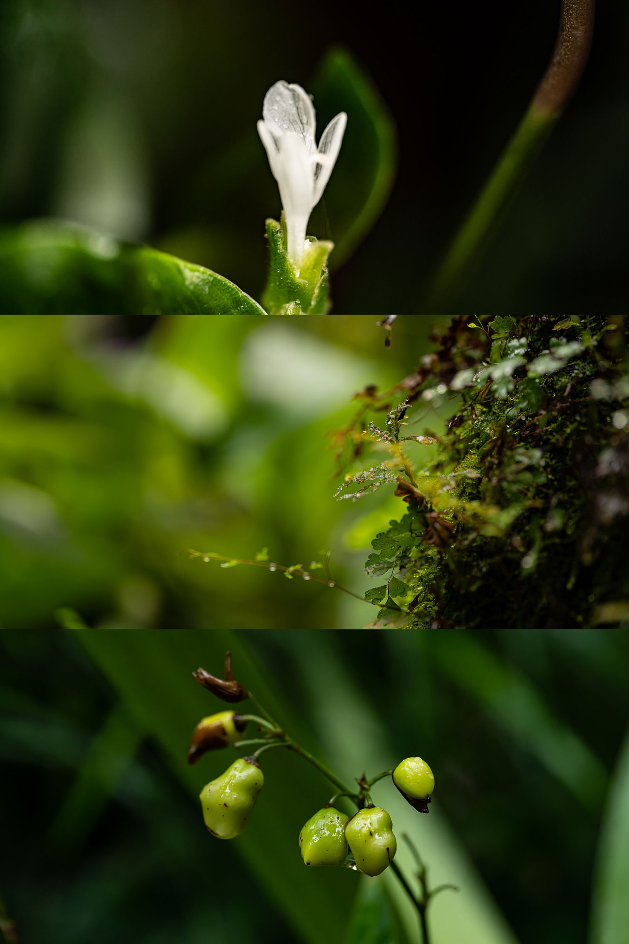 雨中植物微距（图ZMzcwMTM0MDYw） - 其他摄影 - 站酷设计师野雨EchoA原创素材 - 站酷ZCOOL