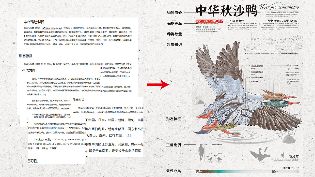 辽河口国家公园野生动物信息可视化设计（图ZMzU0ODI3MDI0） - 信息图表 - 站酷设计师DEIAL原创素材 - 站酷ZCOOL