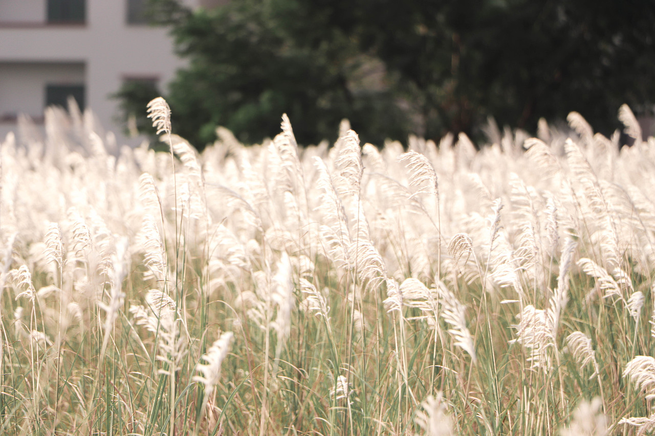 秋日芦苇（图ZMzM3OTg1NjAw） - 风光摄影 - 站酷设计师林二三_原创素材 - 站酷ZCOOL