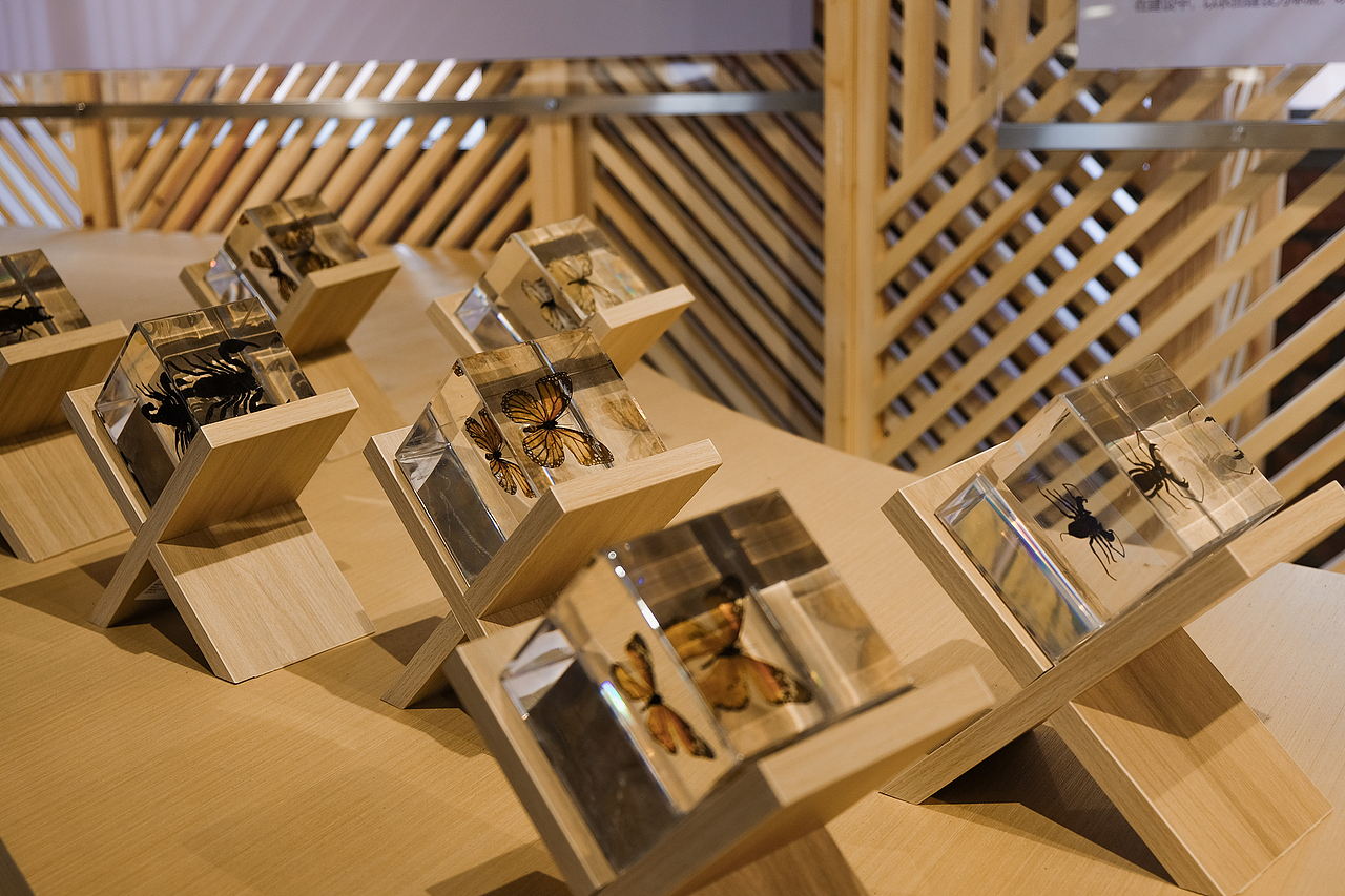 展厅内部的昆虫标本© 小隐建筑