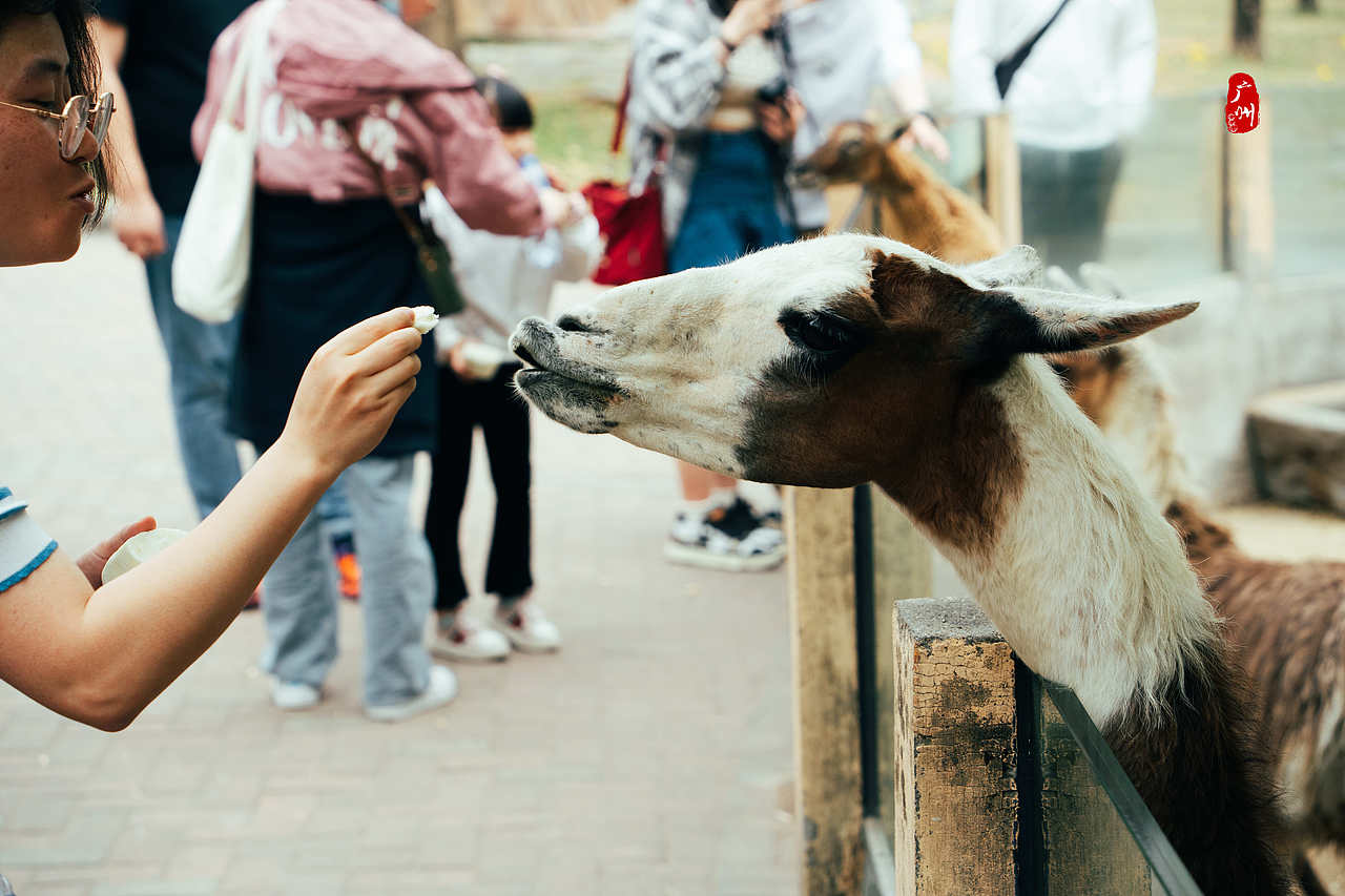 随手拍·广州动物园(兽类)（图ZMzM1ODA3MzY0） - 人文/纪实摄影 - 站酷设计师一晨同学原创素材 - 站酷ZCOOL