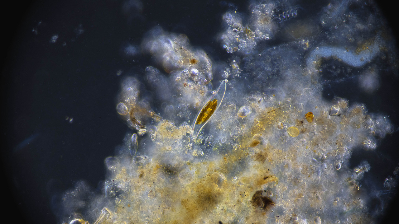 🦠（图ZMzAxOTEzMDQw） - 其他摄影 - 站酷设计师侯伯Sur原创素材 - 站酷ZCOOL