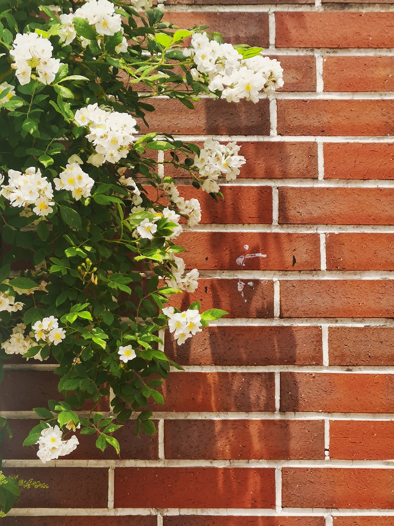 花（圖ZMzQwNjkyOTU2） - 風光攝影 - 站酷設計師不負不負原創(chuàng)素材 - 站酷ZCOOL