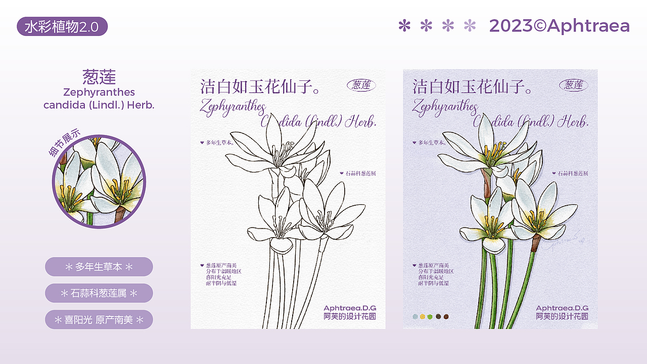 水彩花卉插画2.0合集（图ZMzU1ODk5MTQ0） - 商业插画 - 站酷设计师阿芙特莱雅原创素材 - 站酷ZCOOL