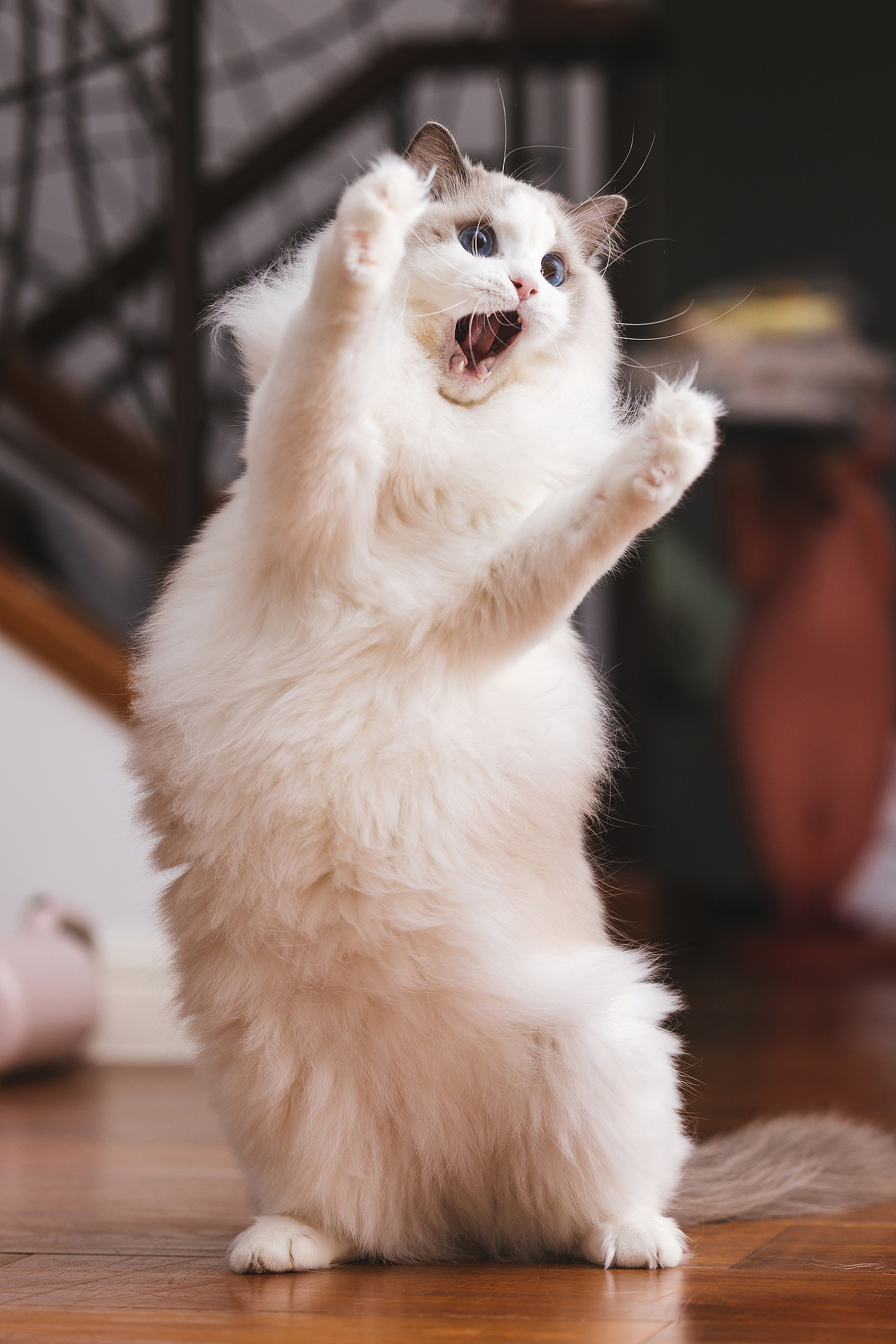 猫的私房 第六季