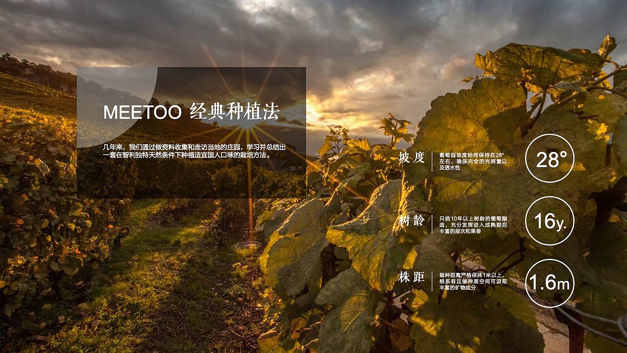 T.D.P案例丨智利28°葡萄酒包装设计