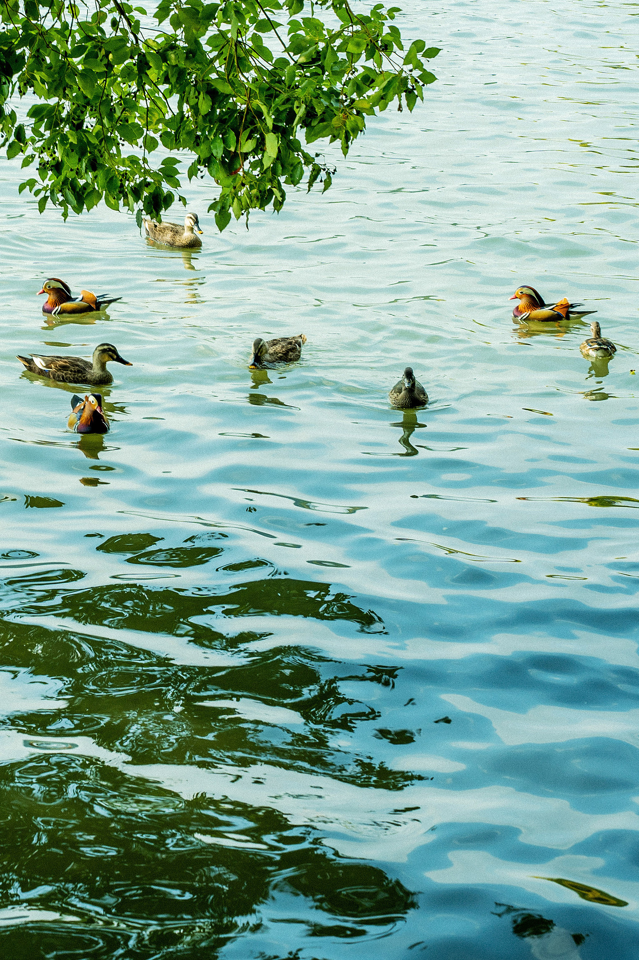 我在西湖很想你