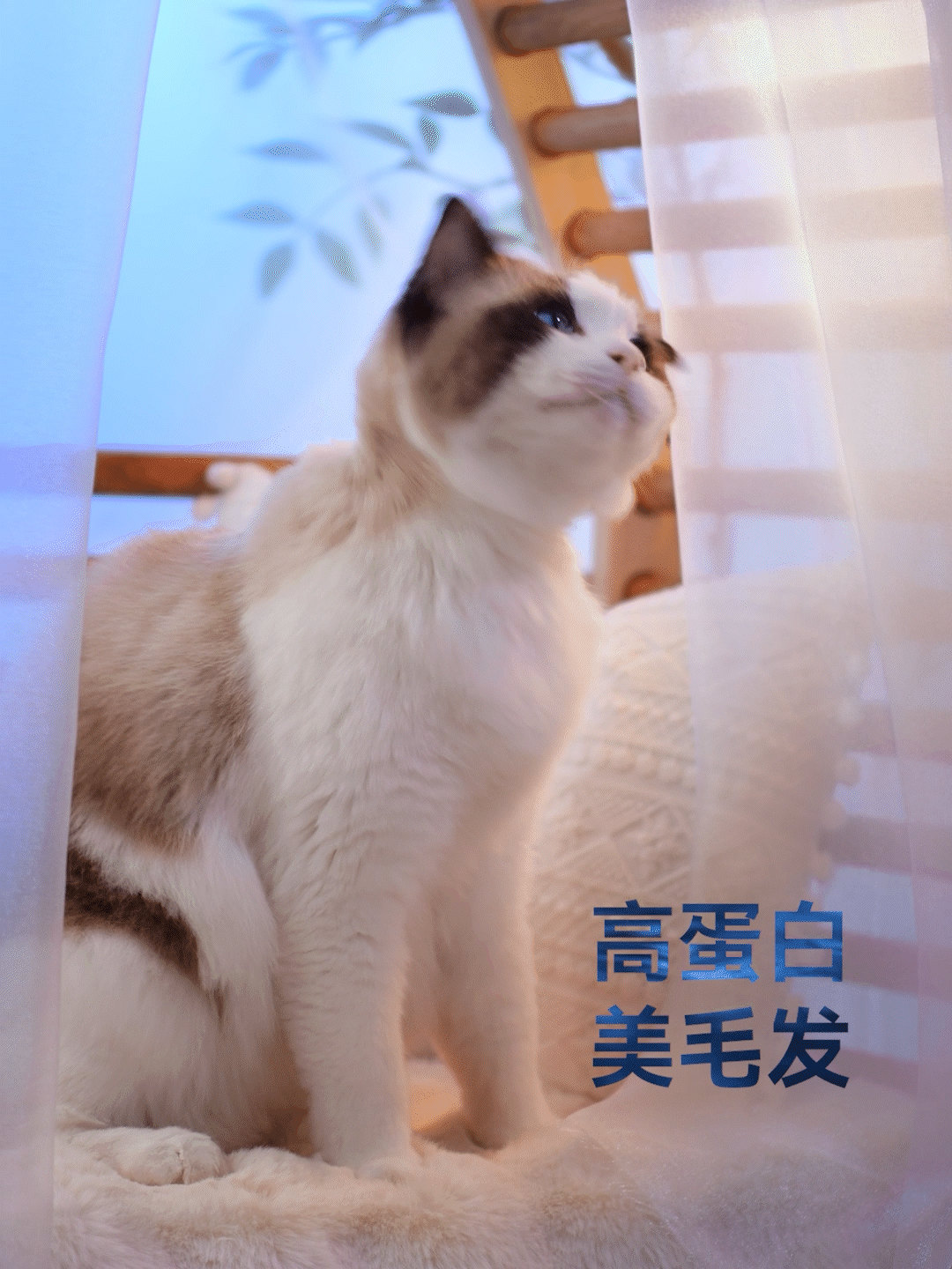 中宠顽皮多肉猫罐宠物零食竖版短视频