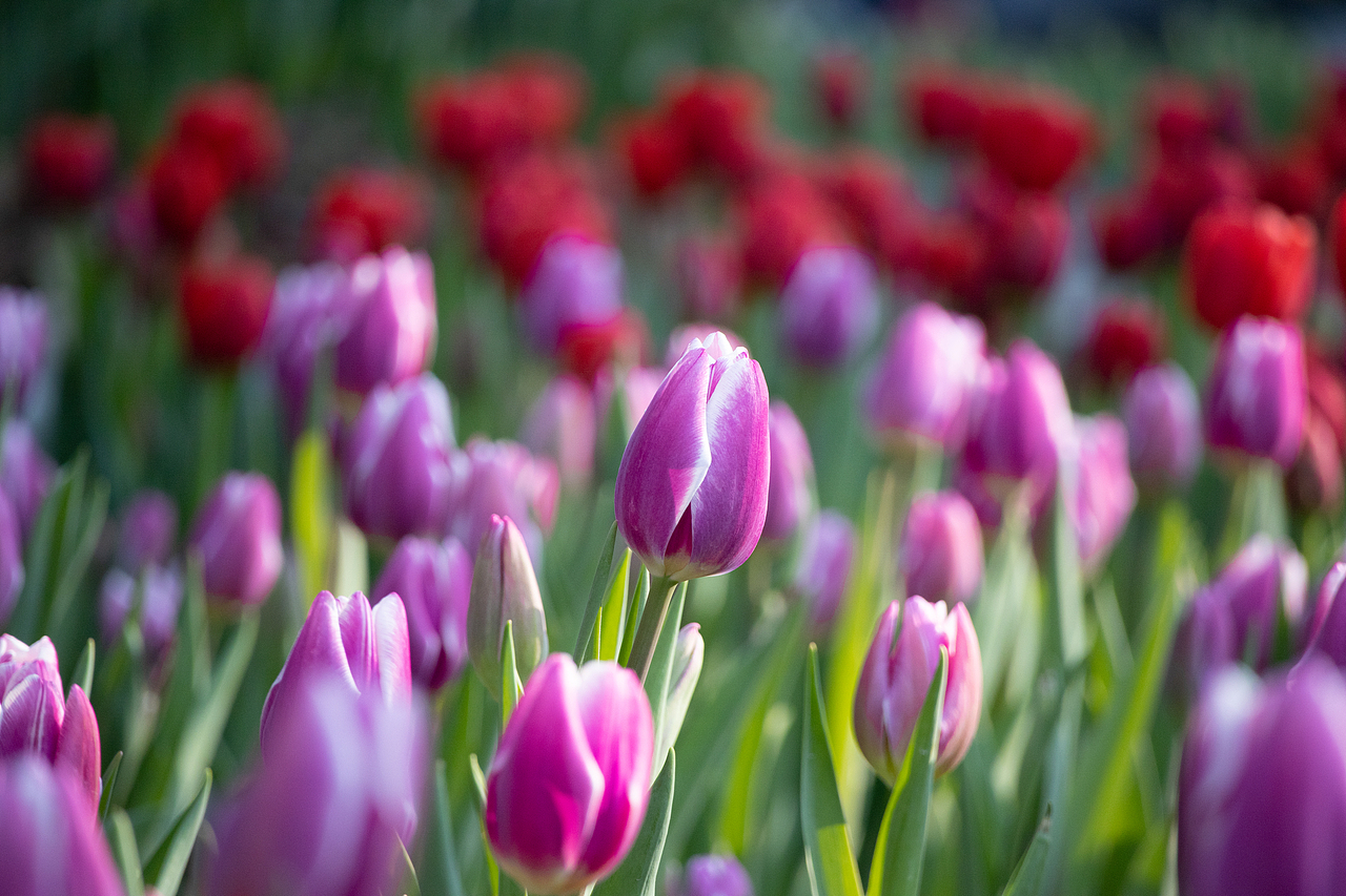 植物（图ZMzMyODQzMDMy） - 风光摄影 - 站酷设计师千柚橘原创素材 - 站酷ZCOOL