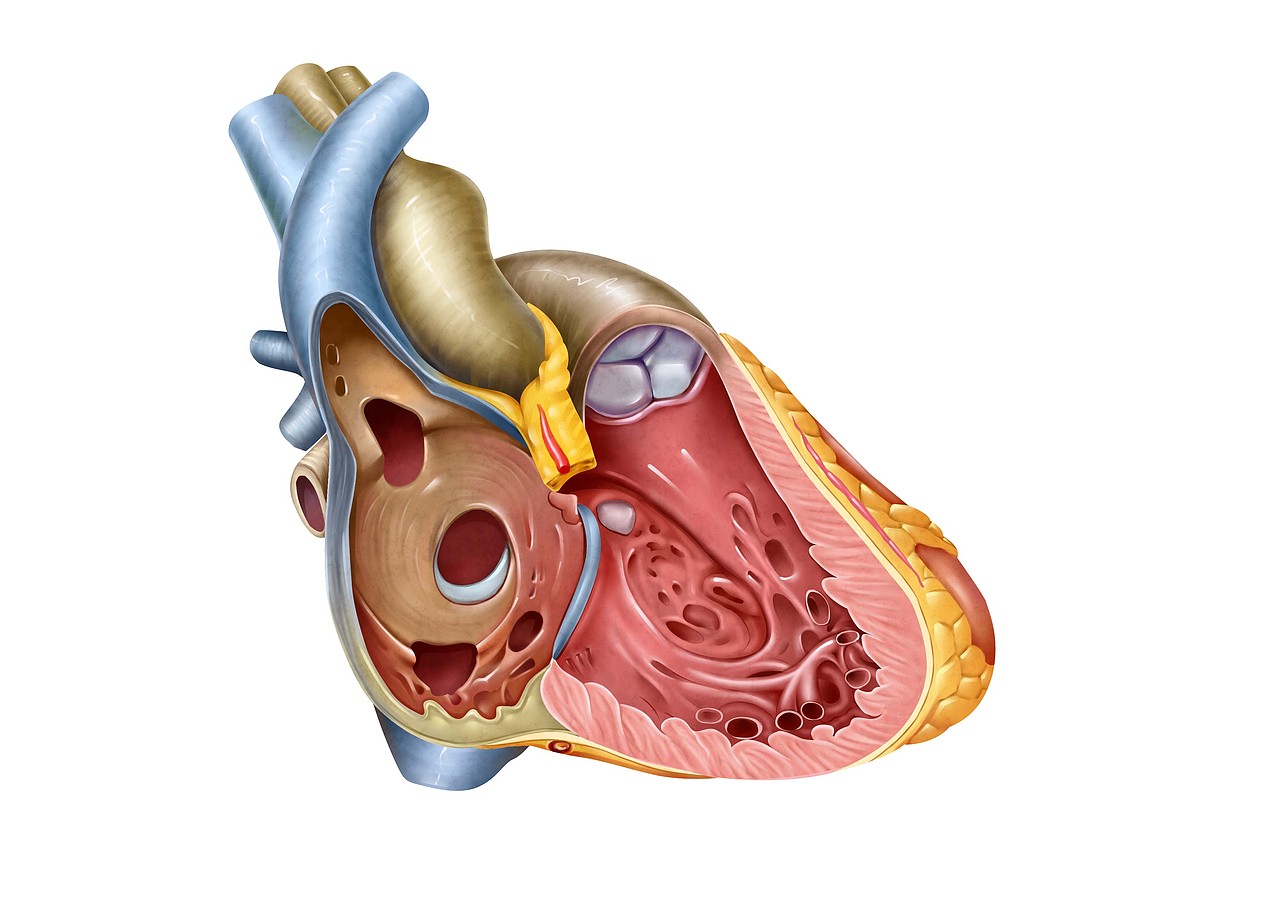 醫(yī)學(xué)插畫(huà)（圖ZMzIzMDc5MDI4） - 概念設(shè)定 - 站酷設(shè)計(jì)師自由插畫(huà)師原創(chuàng)素材 - 站酷ZCOOL