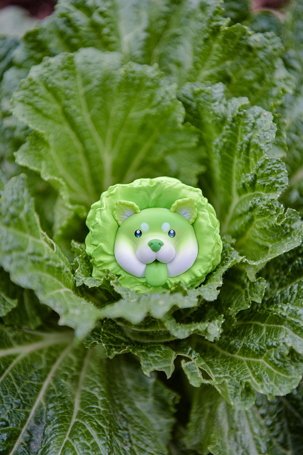 蔬菜精灵|白菜地里长狗狗了