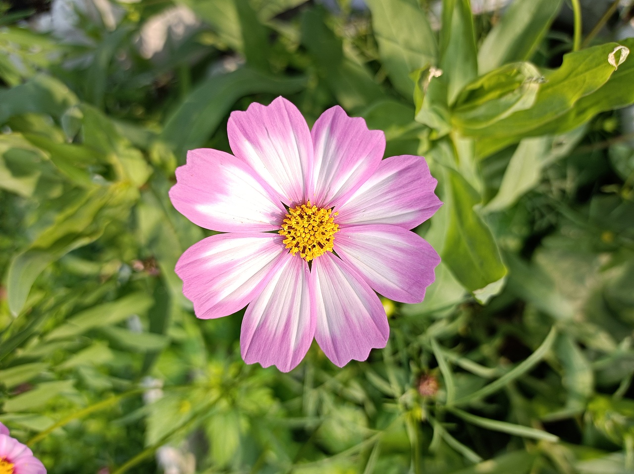 波斯菊（图ZMzM3MDM1MTY4） - 风光摄影 - 站酷设计师sosovipp原创素材 - 站酷ZCOOL