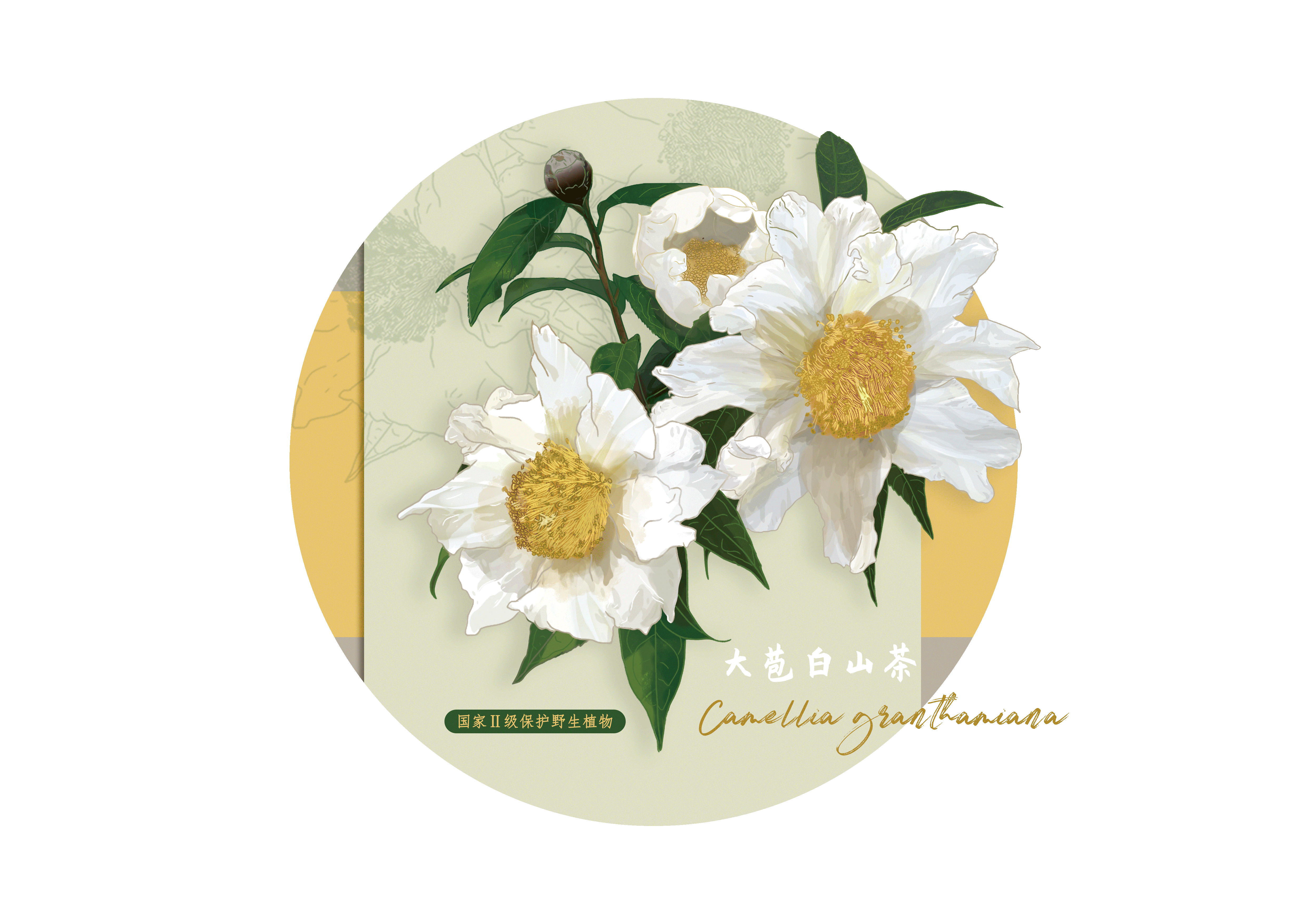 2021年珍稀植物花卉合辑（图ZMzA4NjA2NzA4） - 商业插画 - 站酷设计师懒九五原创素材 - 站酷ZCOOL