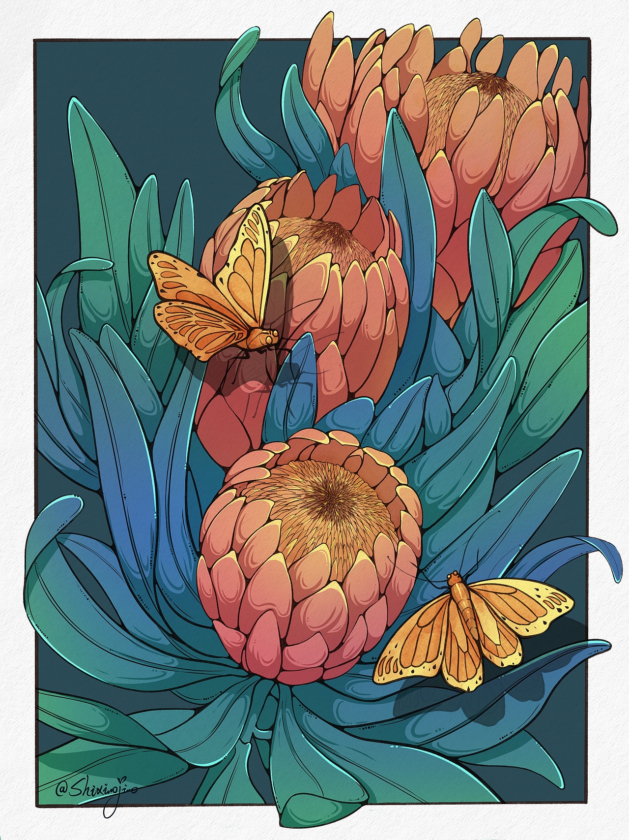 帝王花,在她的美丽绽放之前,必经的程序是——等待天灾