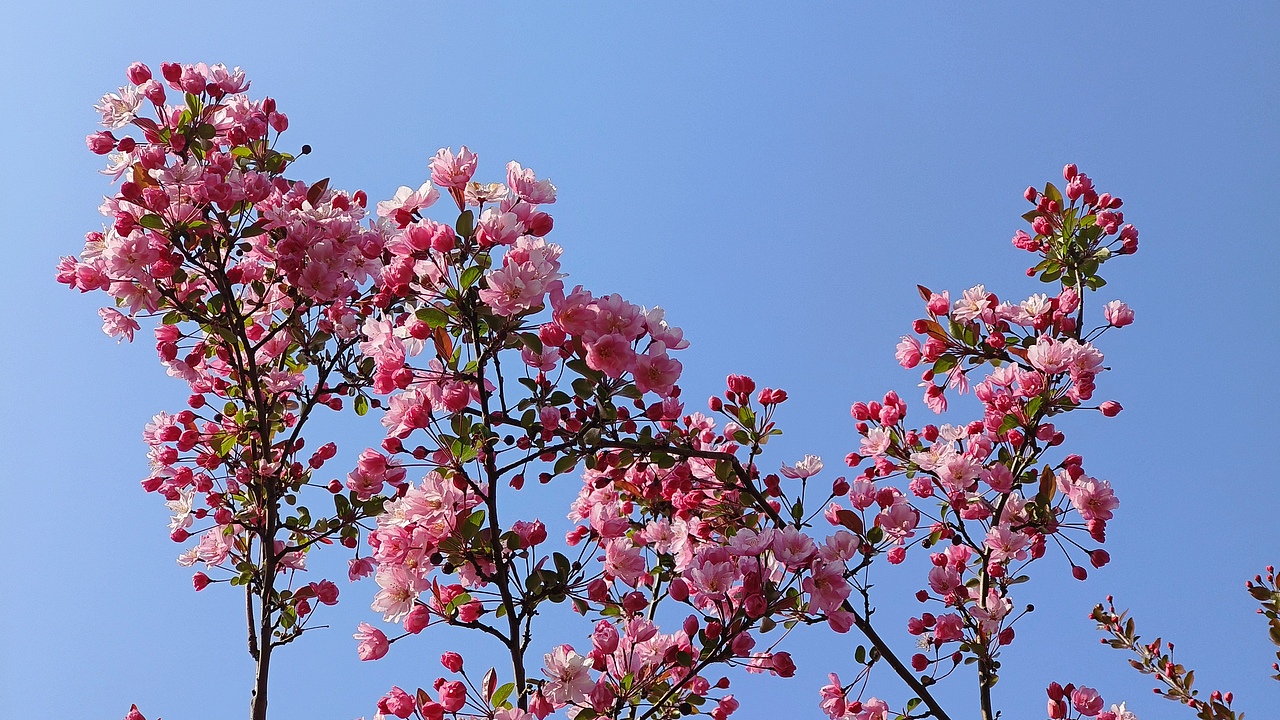 省耕公园--海棠花