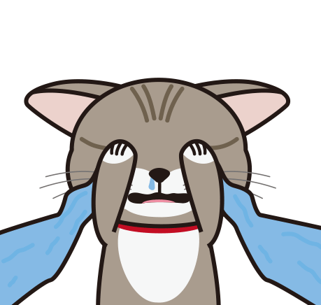 全网最可爱的狸花猫表情包没有之一!