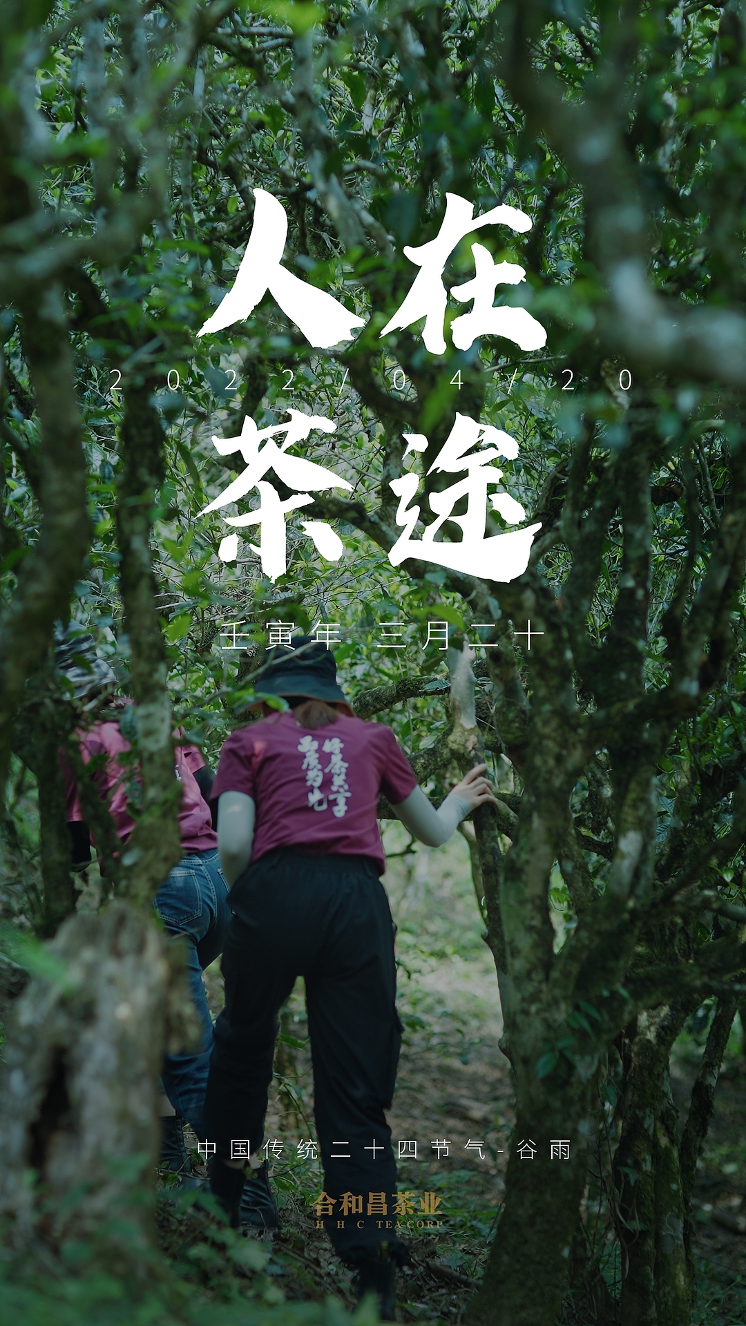 谷雨｜二十四节气-人在茶途（图ZMzAxOTg4MjE2） - 短片 - 站酷设计师摄影师大桂原创素材 - 站酷ZCOOL