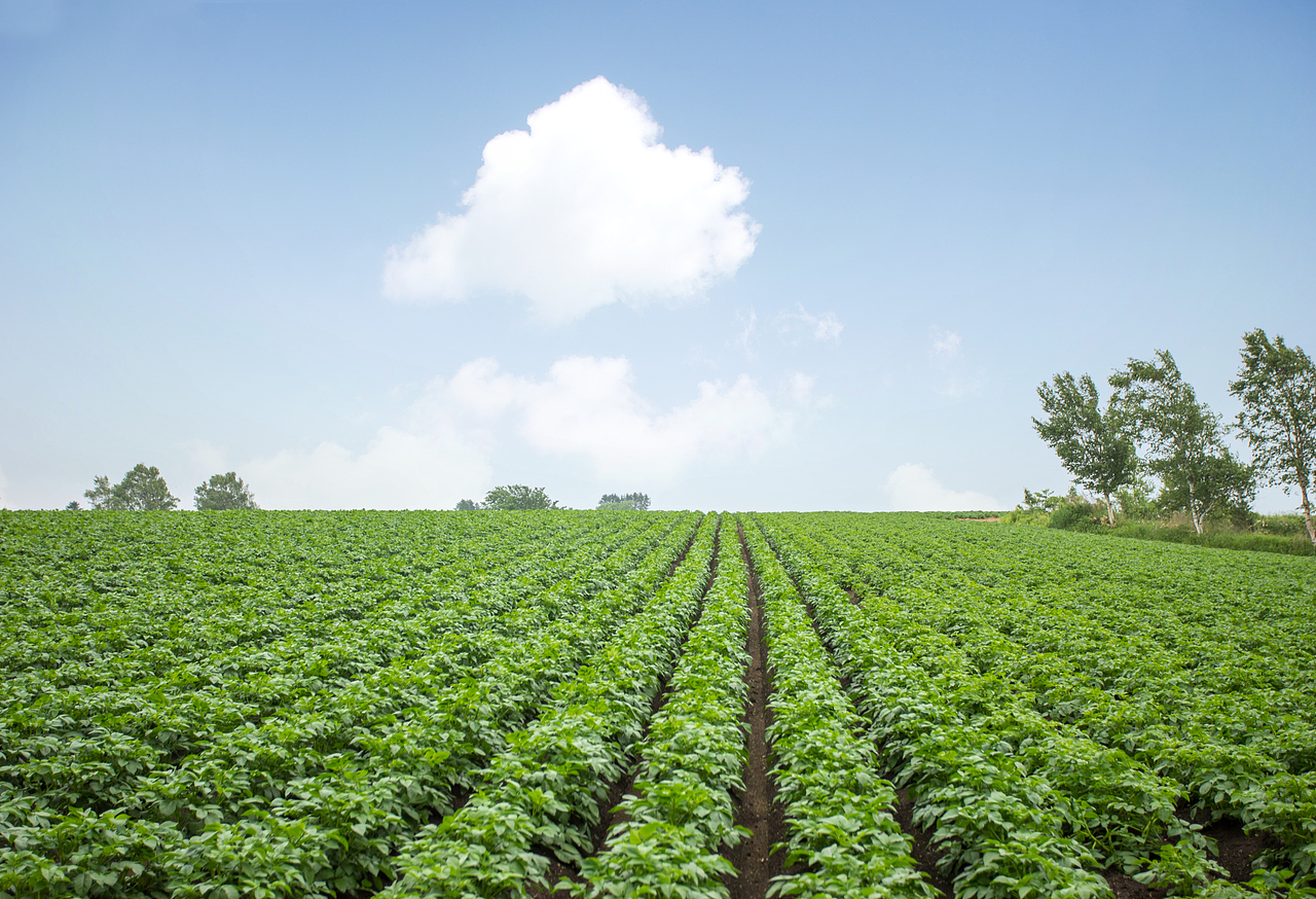 【栾波景观摄影】农业景观摄影|日本北海道十胜地区