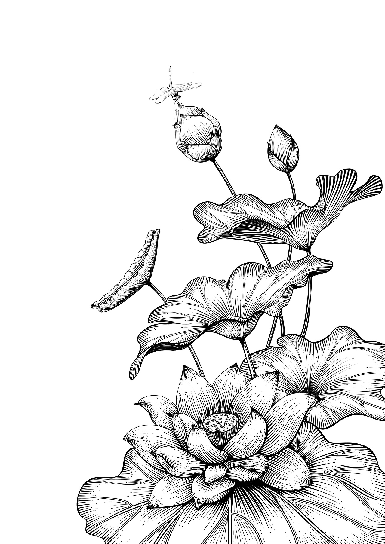 版画风 | 秋思and荷花