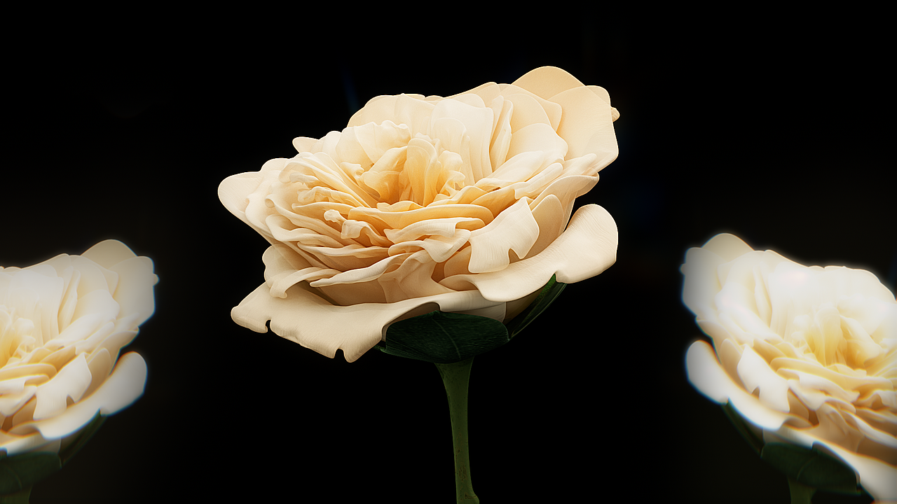 花朵盛開效果（圖ZMzQwNDM2NDAw） - 產(chǎn)品 - 站酷設(shè)計(jì)師藍(lán)布衣襯衫原創(chuàng)素材 - 站酷ZCOOL