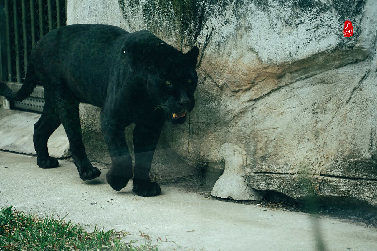 随手拍·广州动物园(兽类)（图ZMzM1ODA3Nzg0） - 人文/纪实摄影 - 站酷设计师一晨同学原创素材 - 站酷ZCOOL