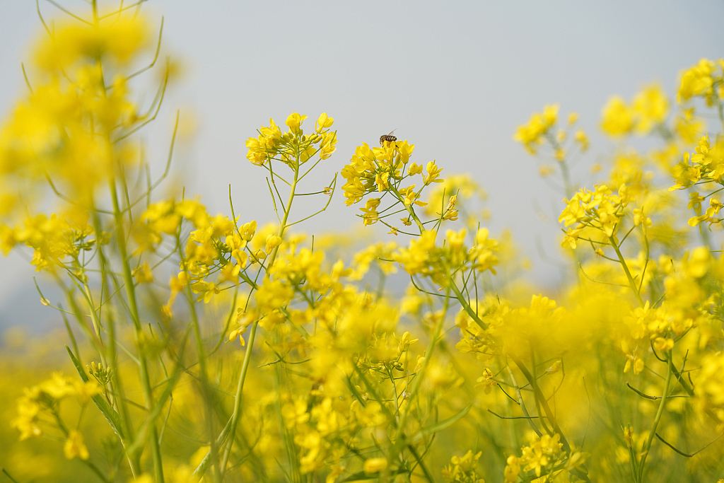 设图网|春季油菜花美女人物摄影图