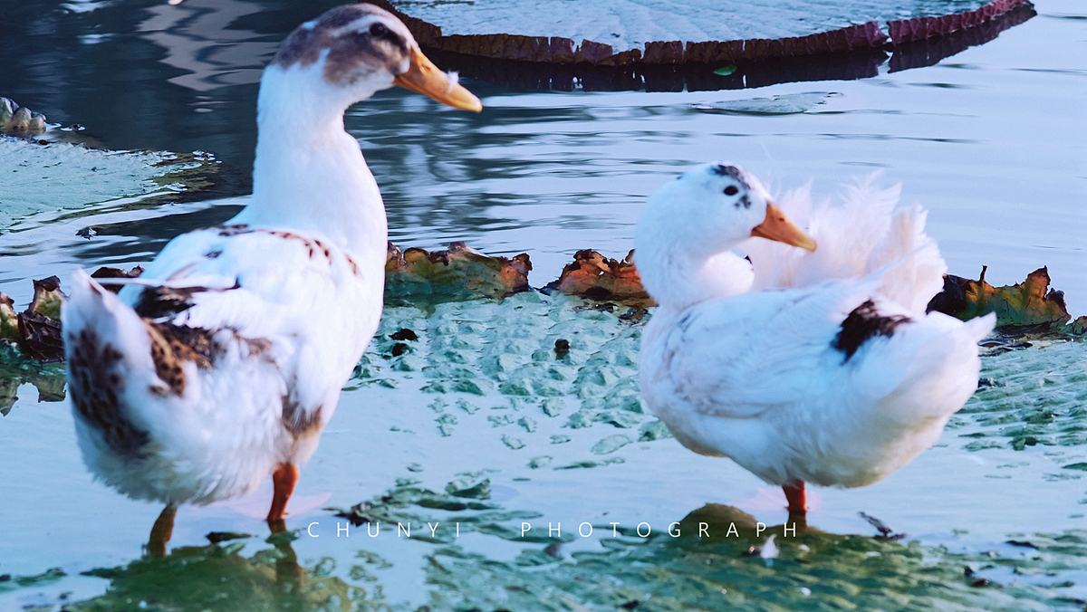 【2008-2019十年拍荷精选99幅 / 荷有四季，常乐我净】（图ZMjk4MzU2MTY0） - 时尚/艺术摄影 - 站酷设计师Chunyi纯一原创素材 - 站酷ZCOOL