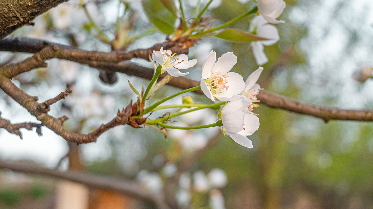 赏花怡情 春日绘梦